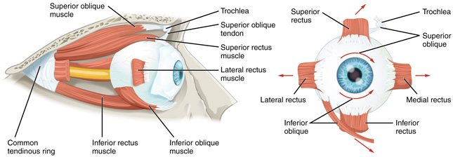 Namen der Augenmuskeln | Feldenkrais Methode