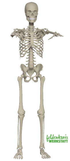 Skeleton front skelett standing